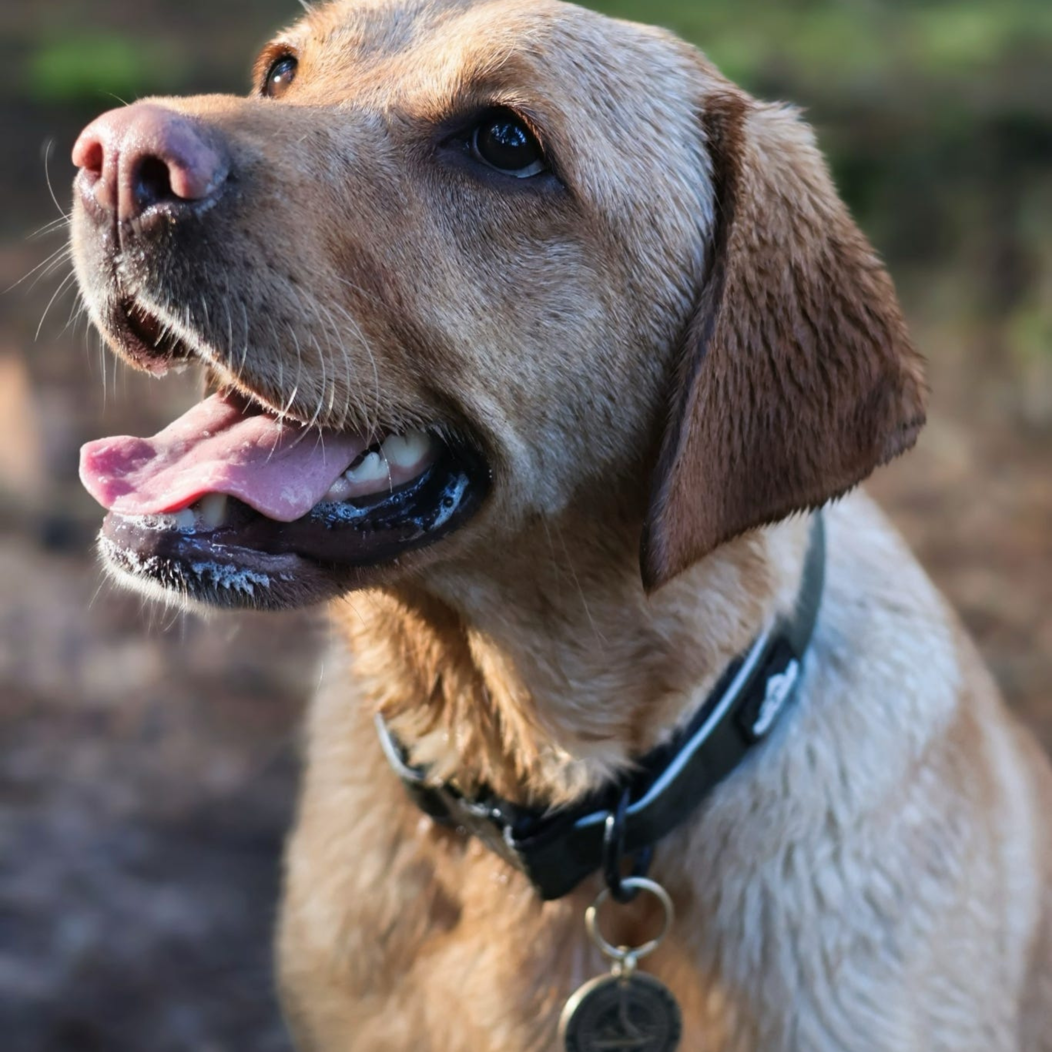 Trail Mate™ Collar