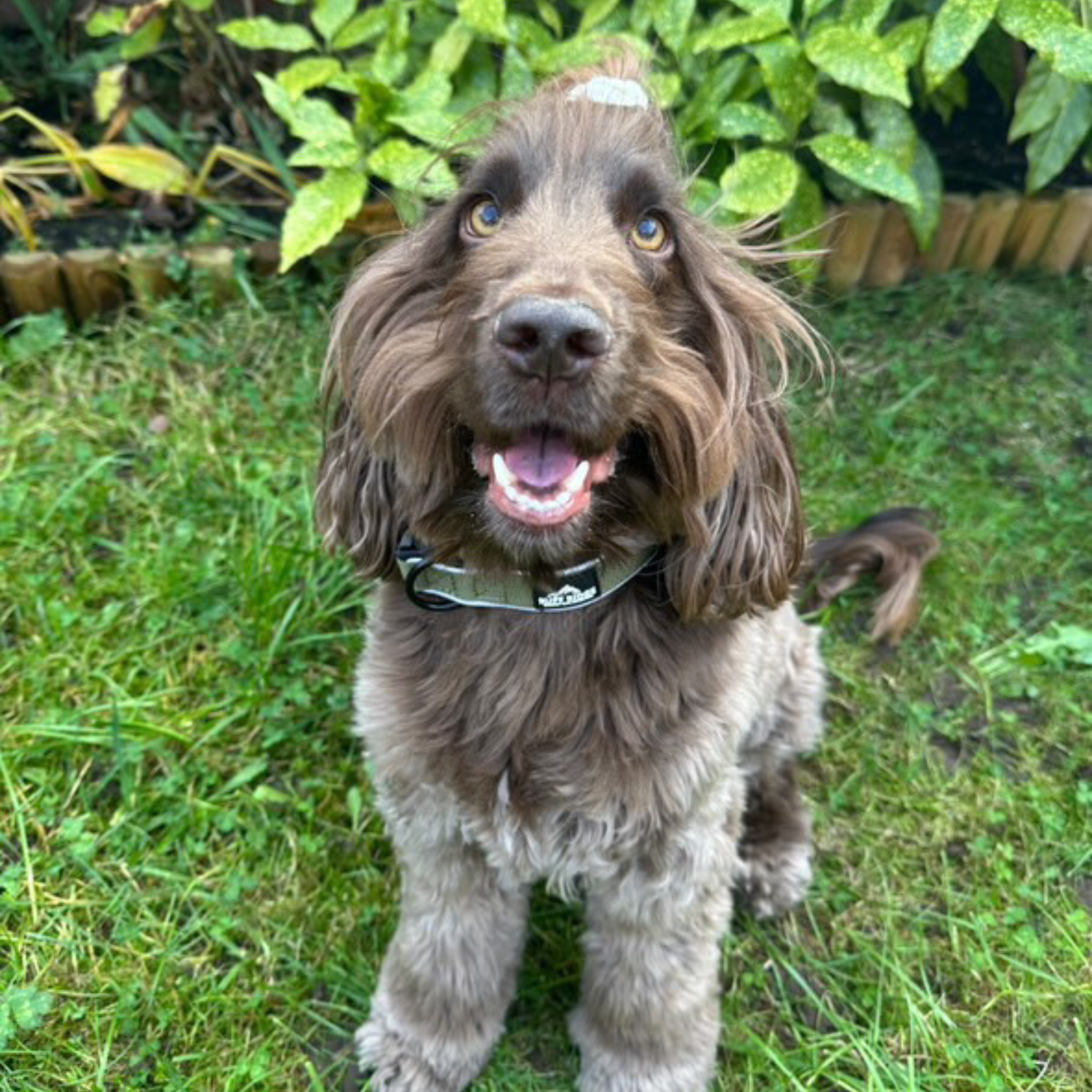 Trail Mate™ Collar