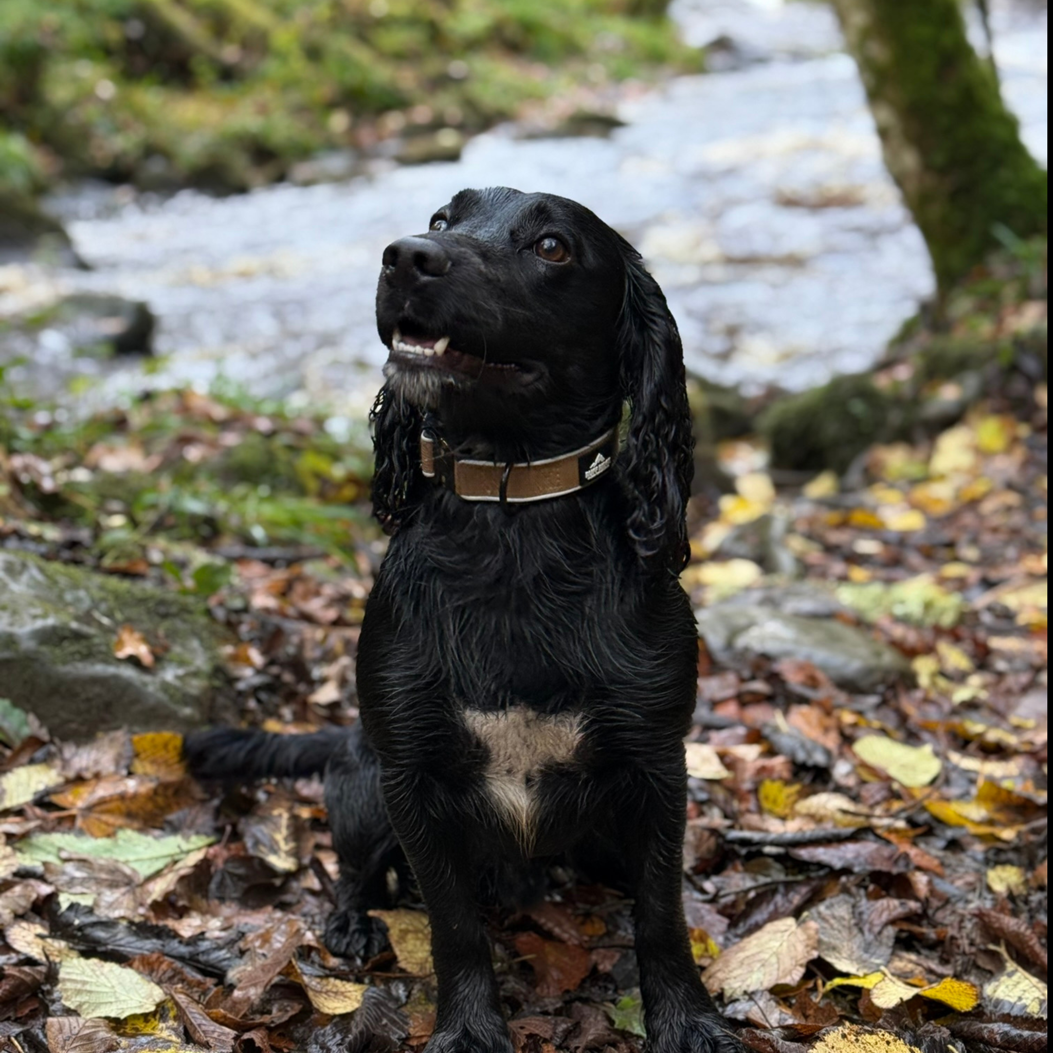 Trail Mate™ Collar