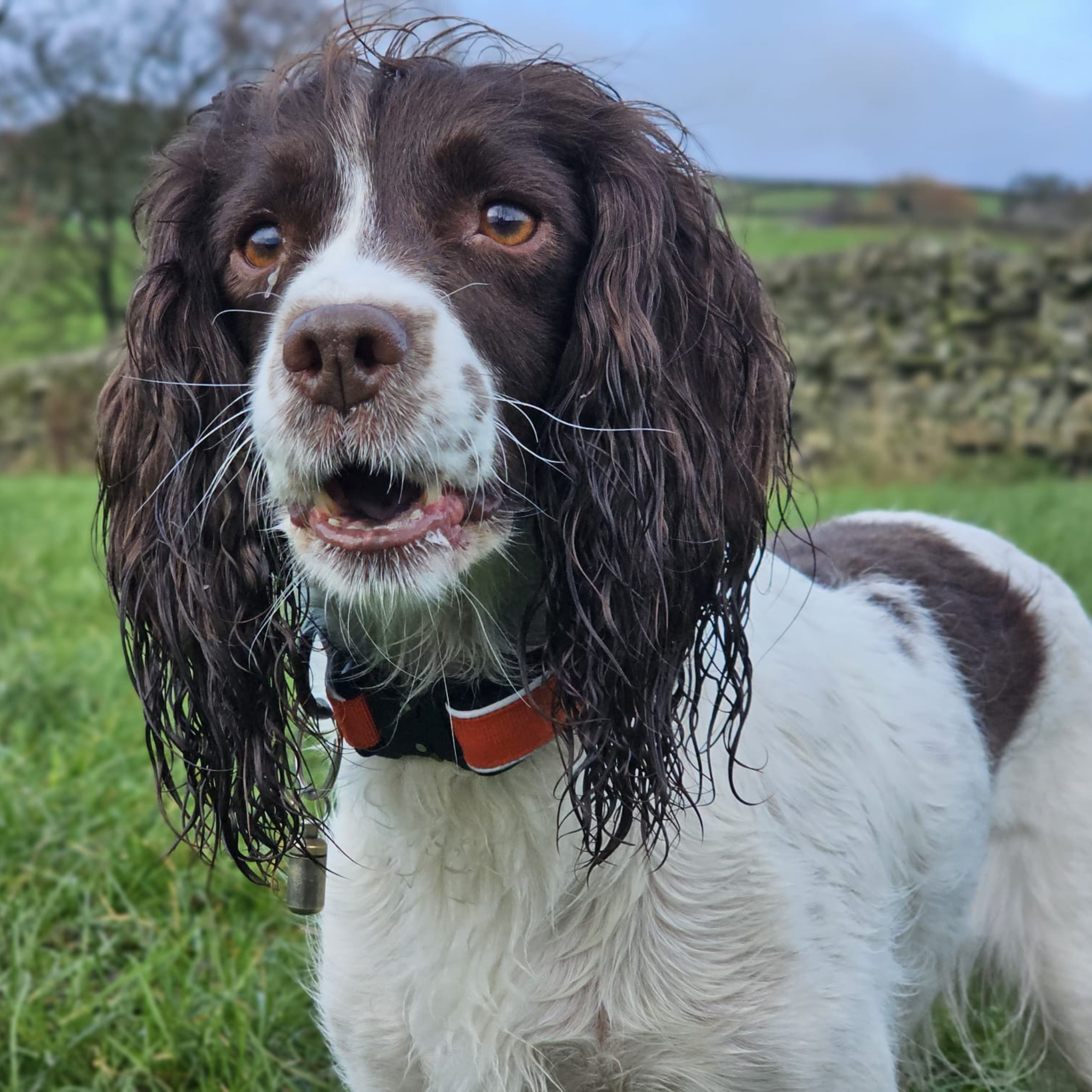 Trail Mate™ Collar