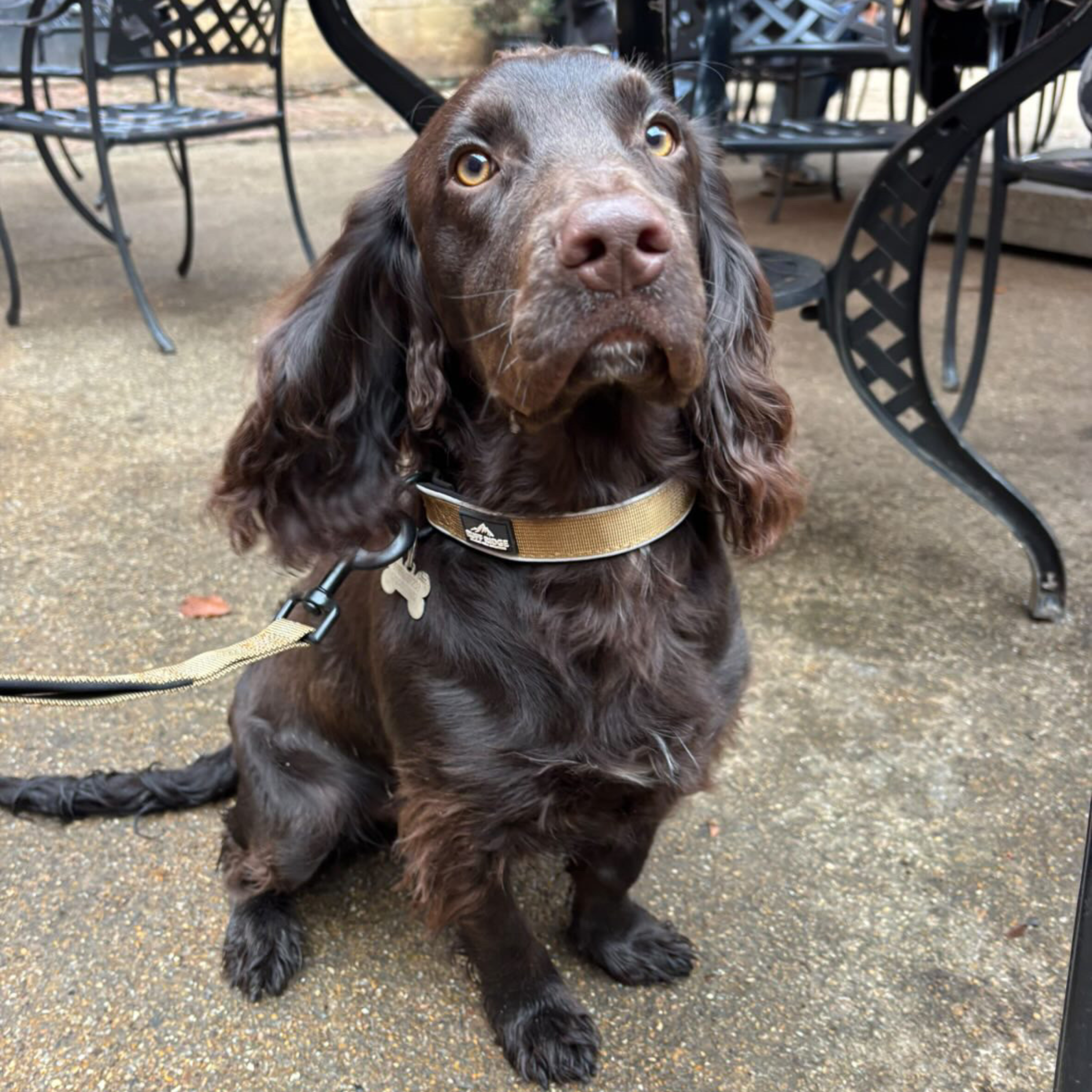 Trail Mate™ Collar