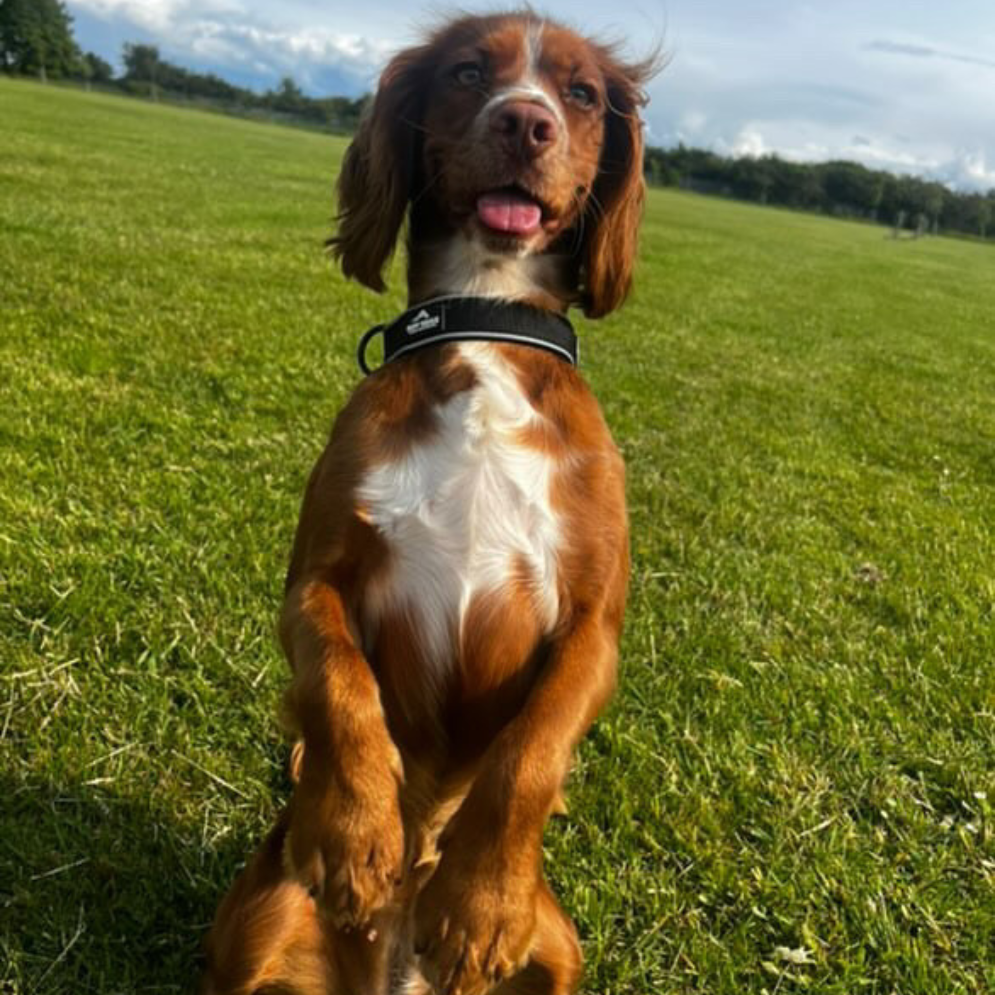 Trail Mate™ Collar