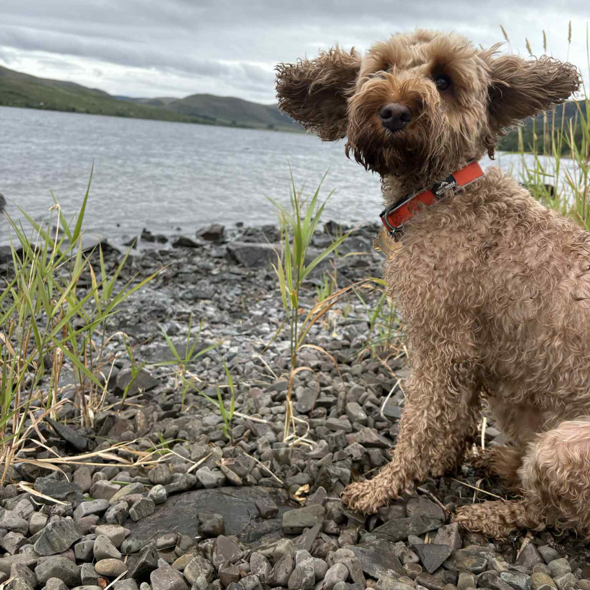 Trail Mate™ Collar