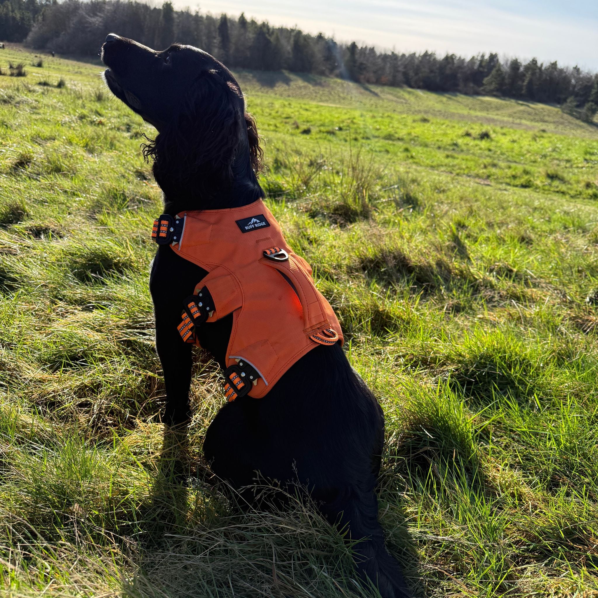 Expedition PRO™ Harness PREORDER