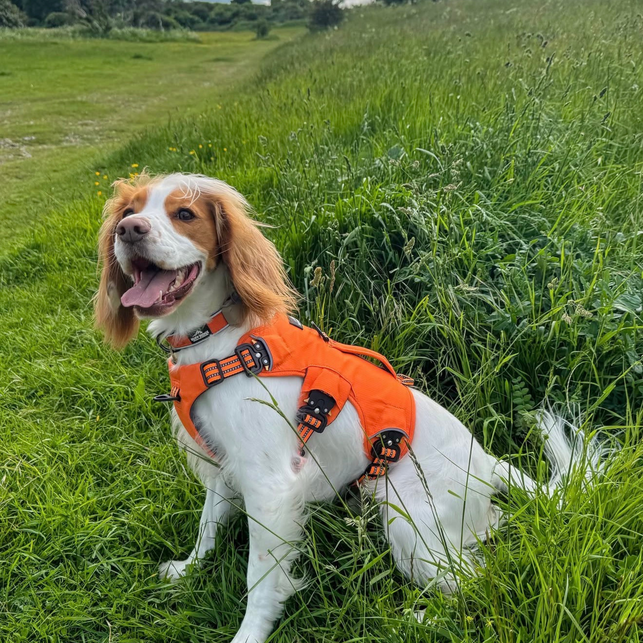 Expedition PRO™ Harness